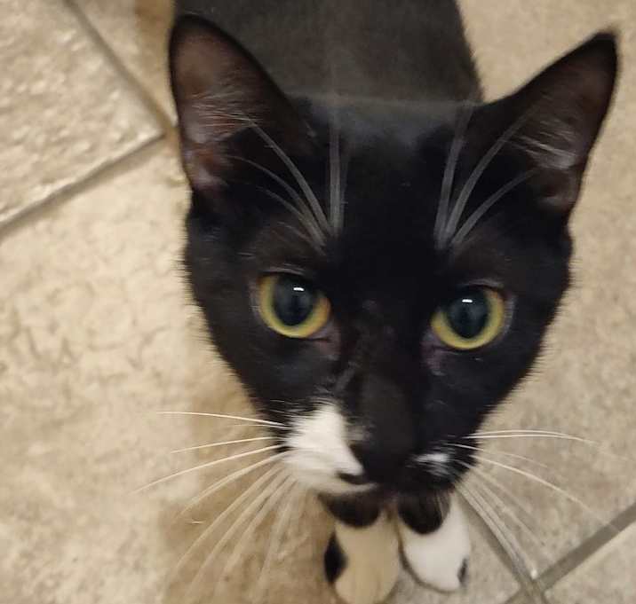 Photo of Socks