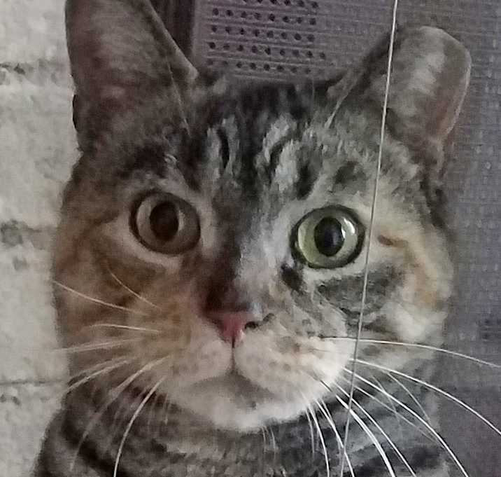 Photo of Annie