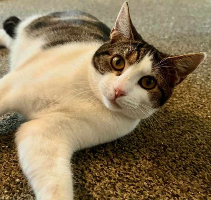 Photo of Lentil