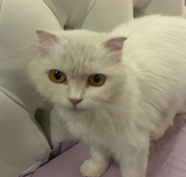 Photo of Luanne (Lulu) Kuwait