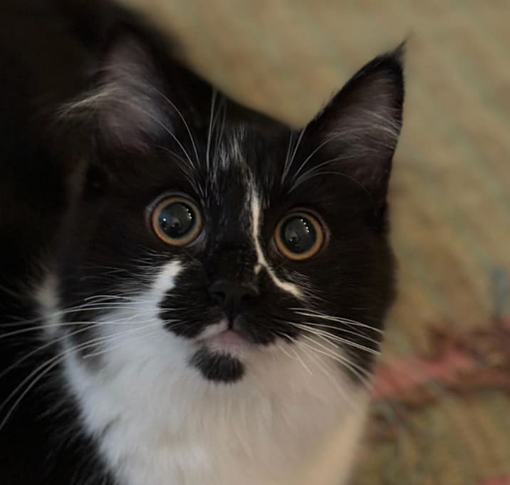 Photo of Bambina (Bambi) Kuwait  (bonded with Lilou Kuwait)