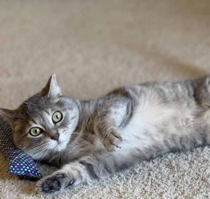 Photo of Chica