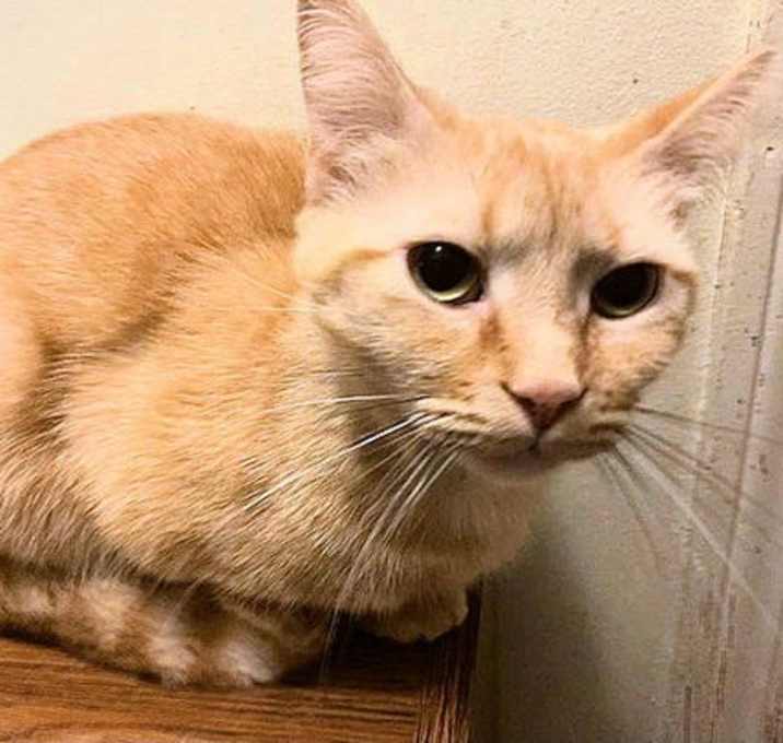 Photo of Sweetie Pie