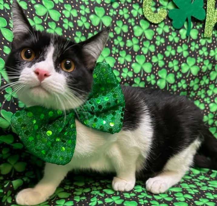 Photo of Loki