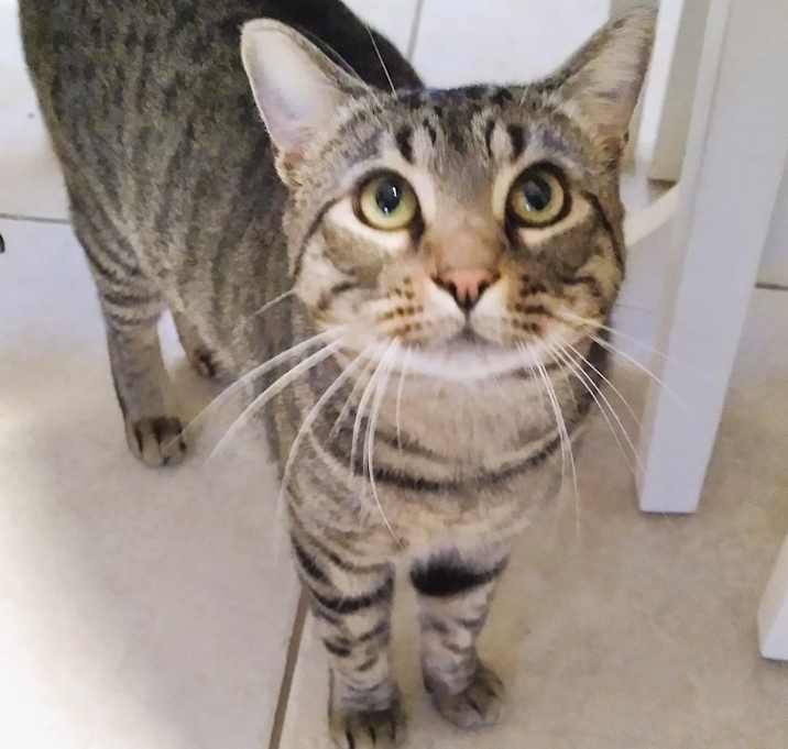 Photo of ROVER (super loving)
