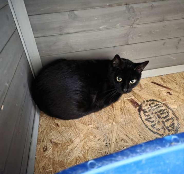 Photo of Jett - Can't Touch