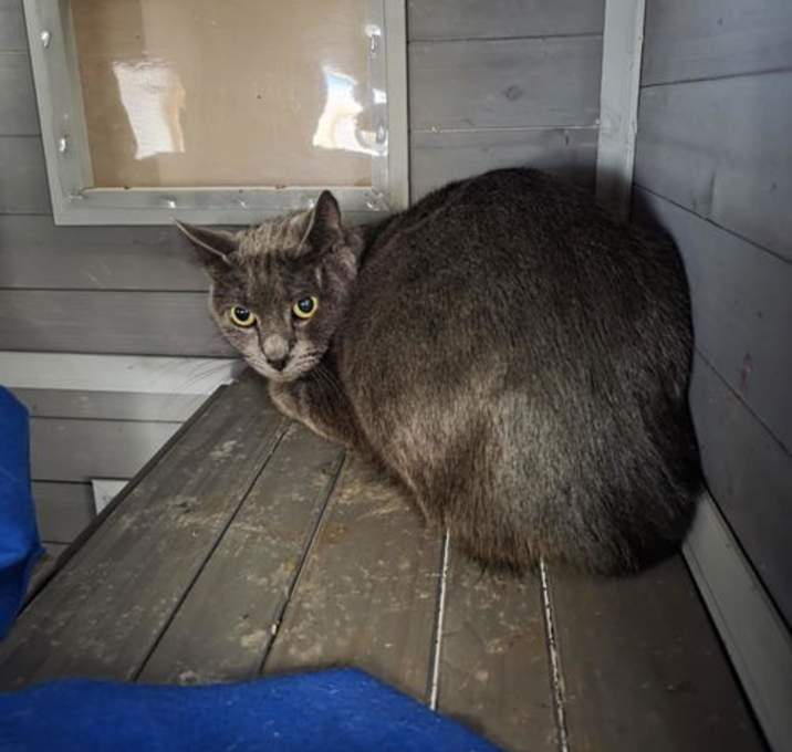 Photo of Benny - Very Skittish