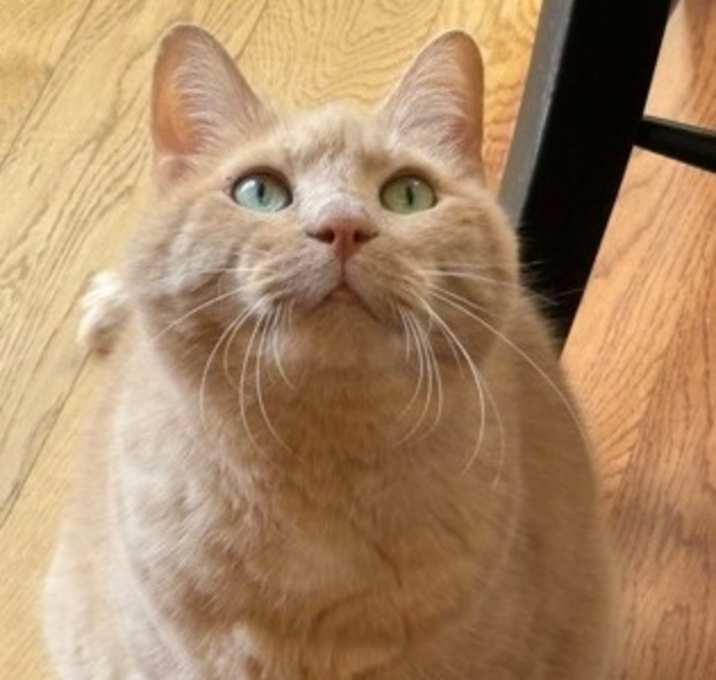 Photo of Dillenger