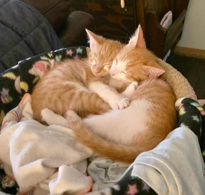 Photo of Three orange kittens