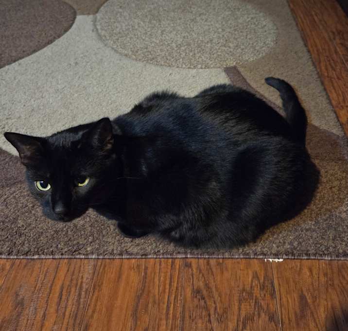 Photo of Sonata