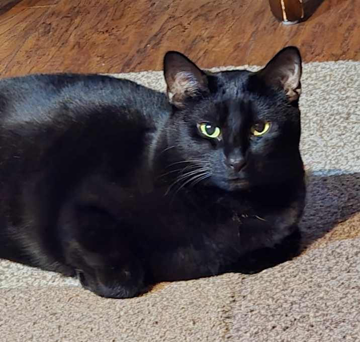 Photo of Opus