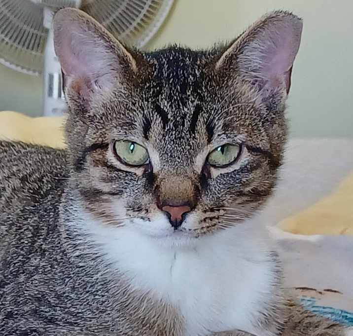 Photo of Cedar