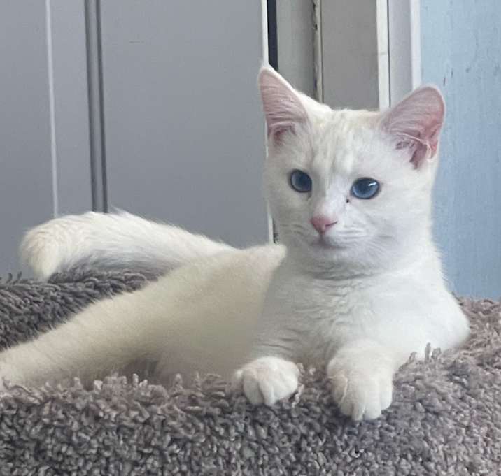 Photo of Daisy