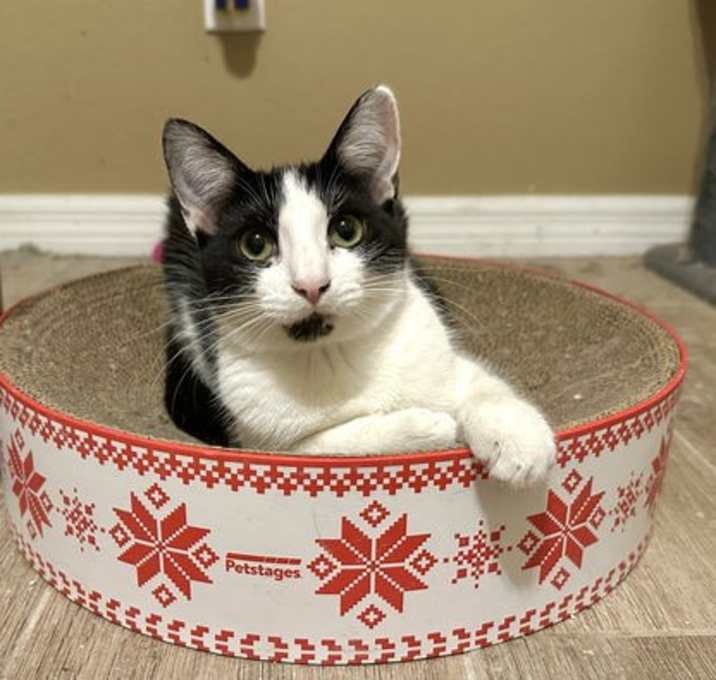Photo of Daffodil