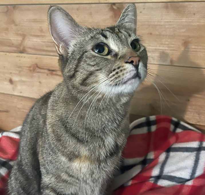 Photo of Tabby