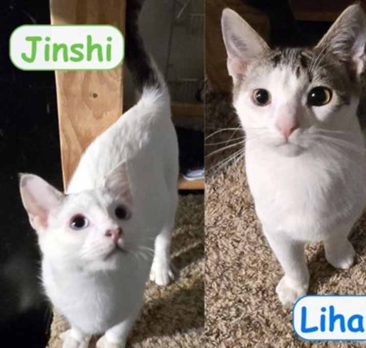 Photo of Lihaku