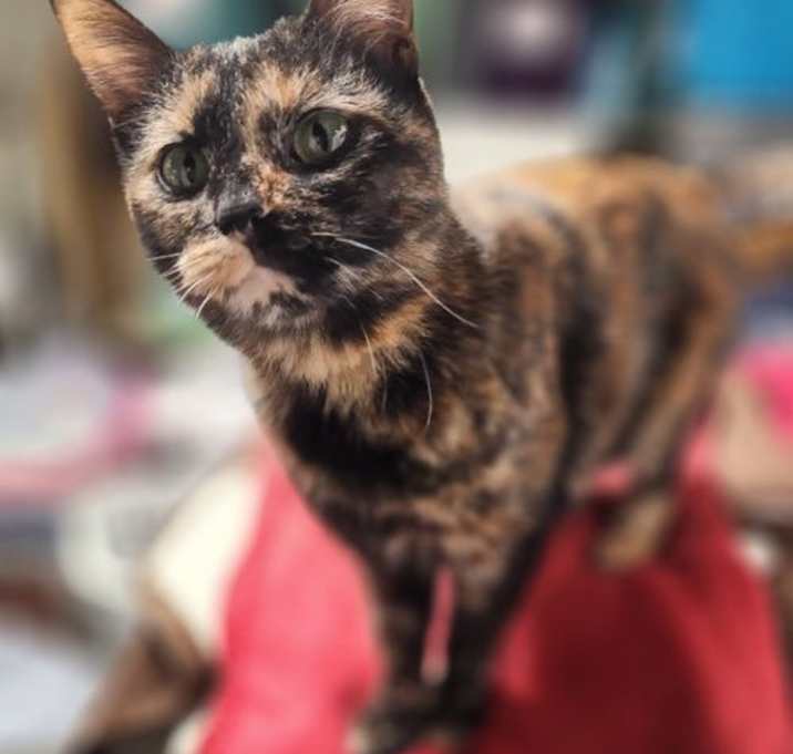 Photo of Daisy