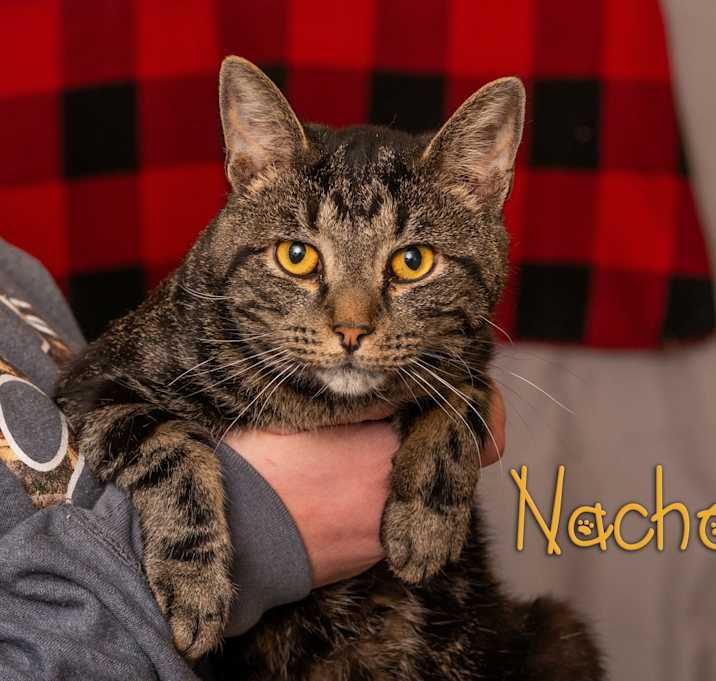Photo of Nachovy