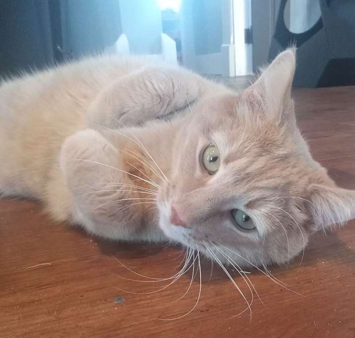 Photo of Tobie