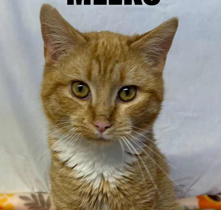 Photo of Meeko