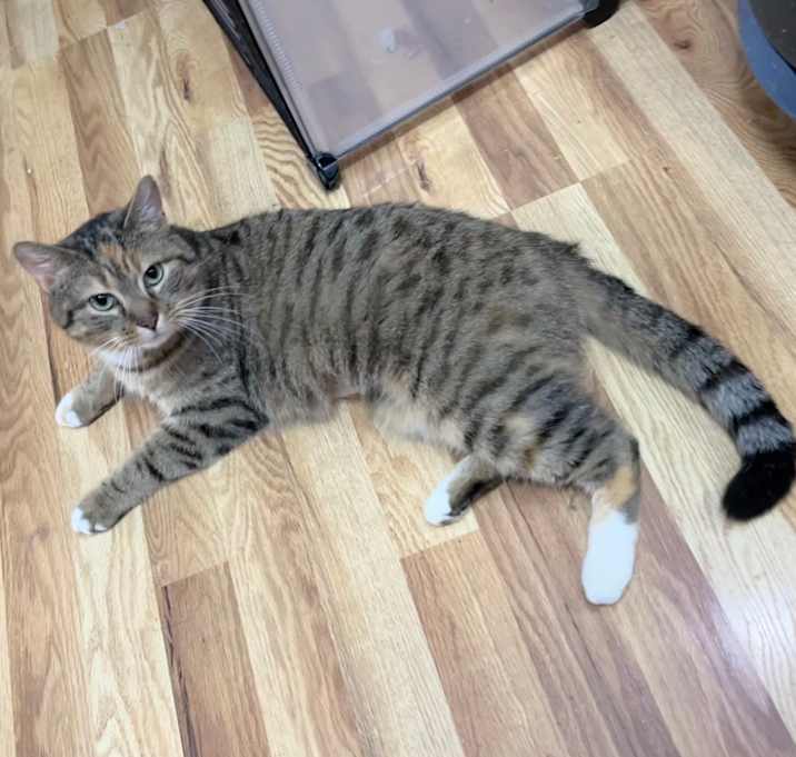 Photo of Ginger