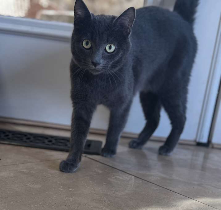 Photo of Tinsel