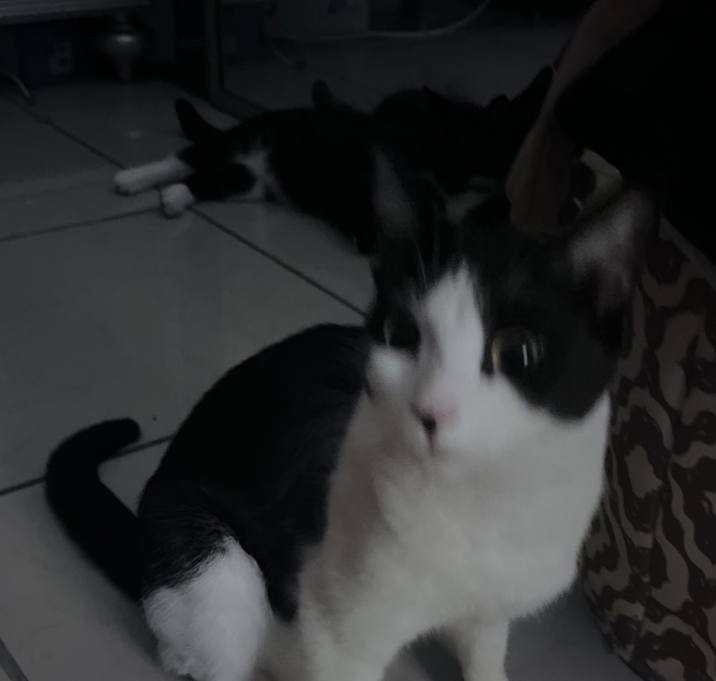 Photo of Pandita,Chiquis,Oreo,Kathy