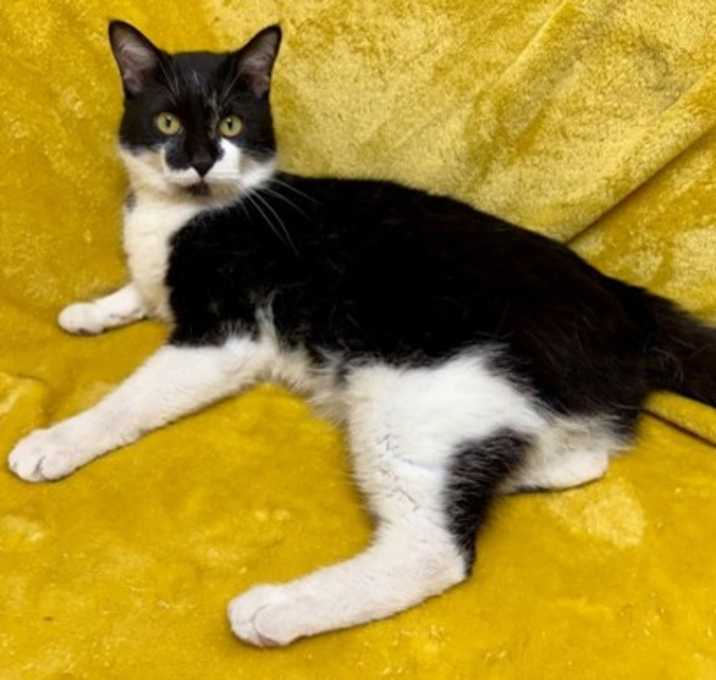 Photo of Mr. Whiskers