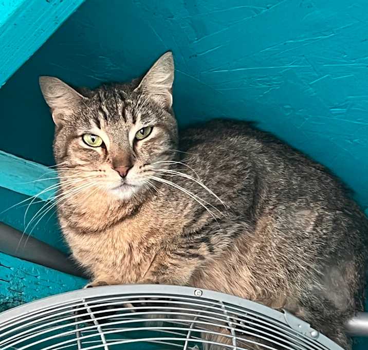 Photo of Skittish