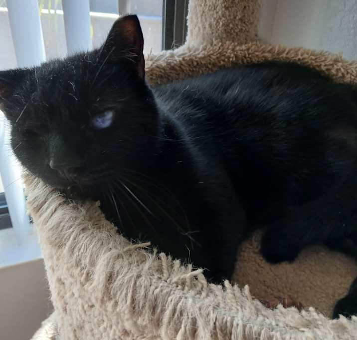 Photo of T'Challa