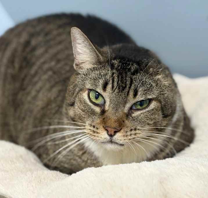 Photo of Harvey