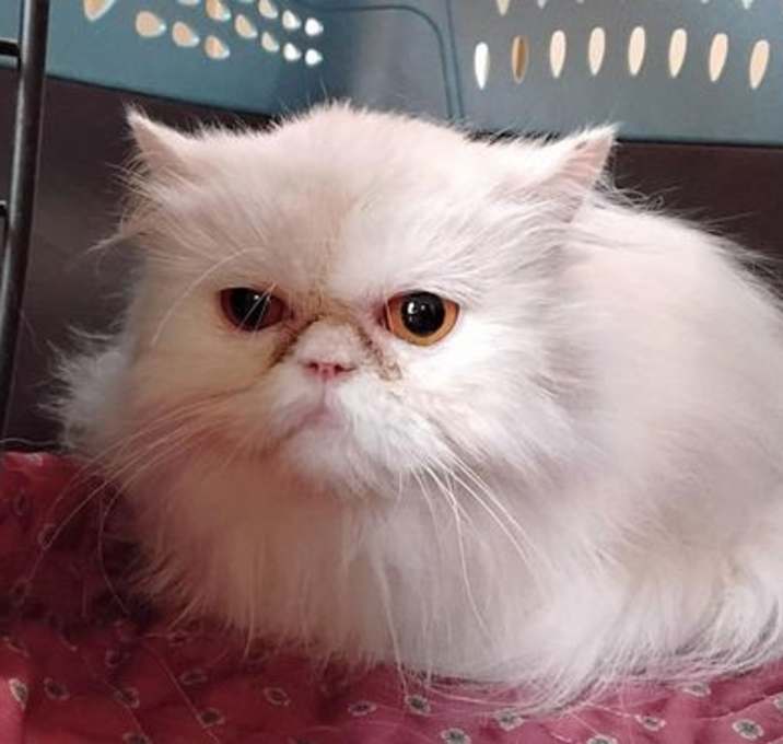 Photo of LILY
