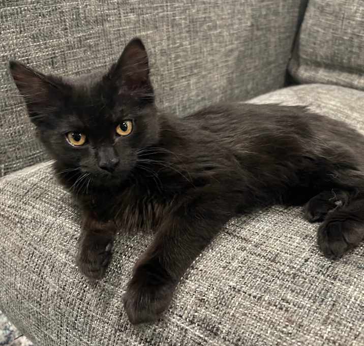 Photo of Alice (FeLV+)