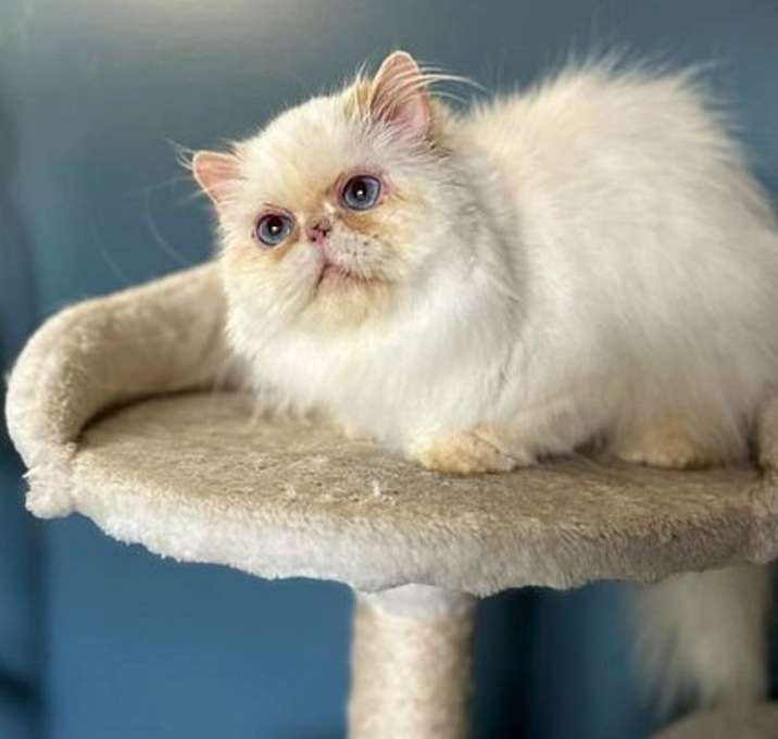 Photo of APPLE ANNIE