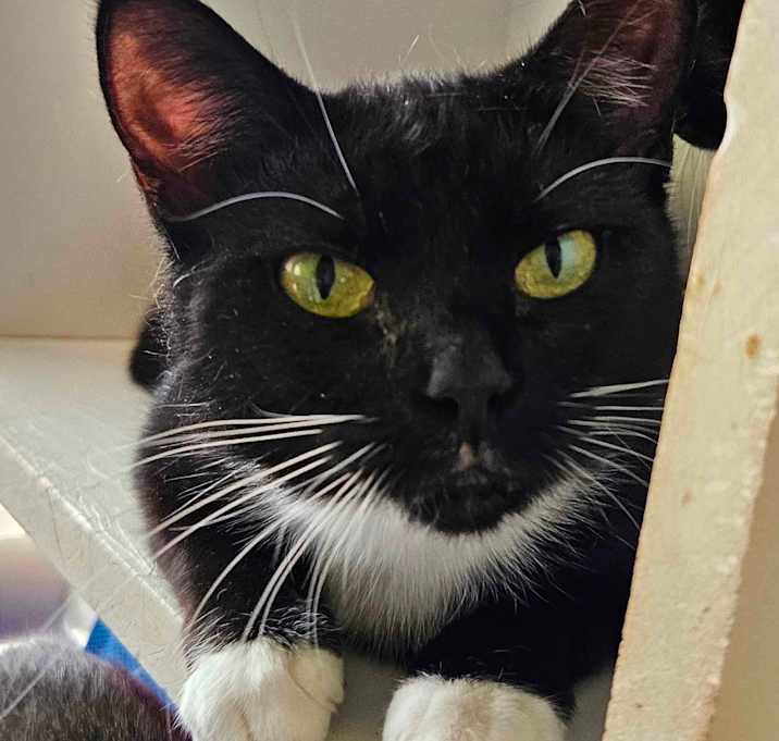 Photo of Annie