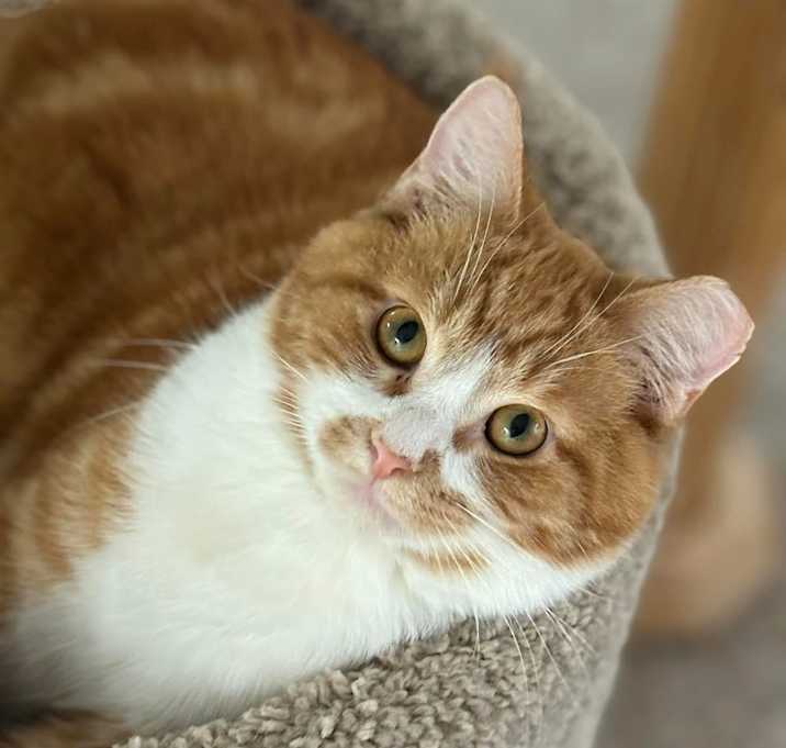 Photo of Oliver