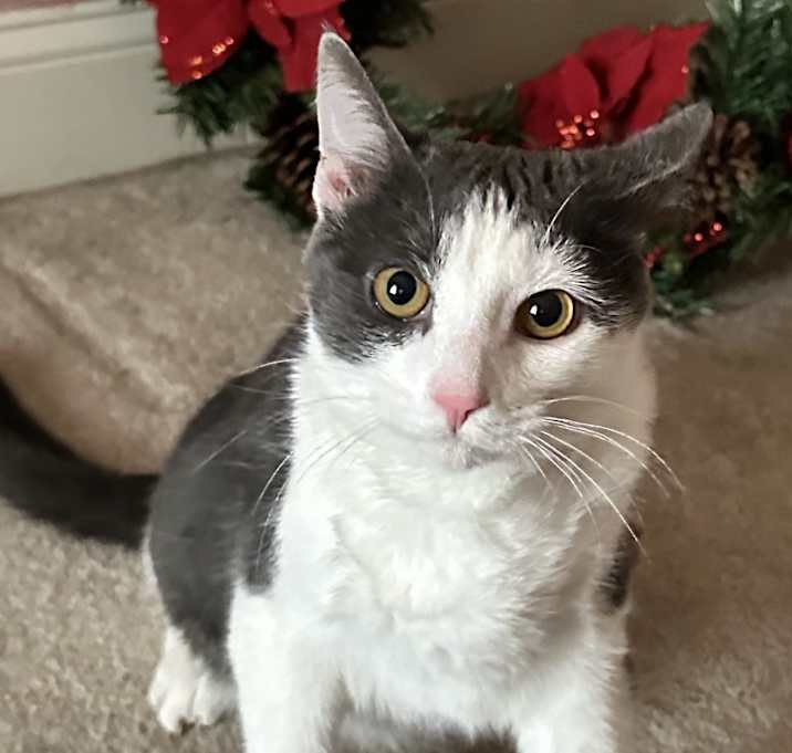 Photo of Louie