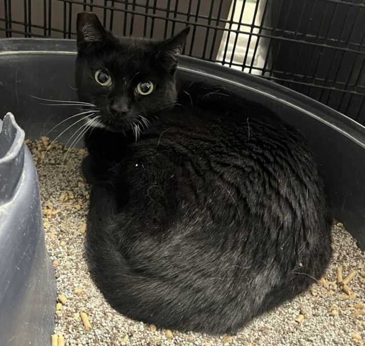 Photo of mama cat