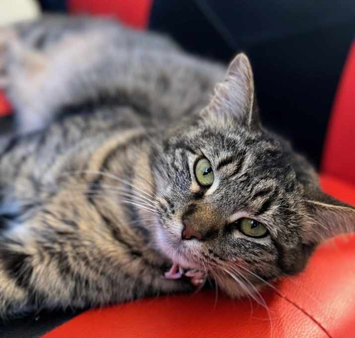 Photo of Indy