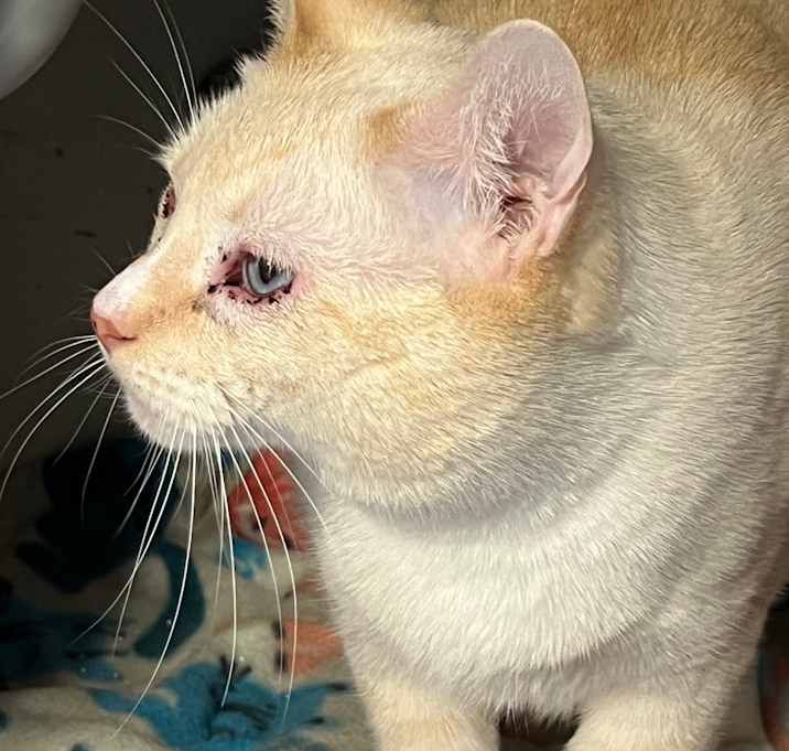 Photo of Coconut