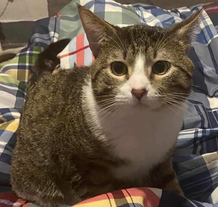 Photo of Kitty