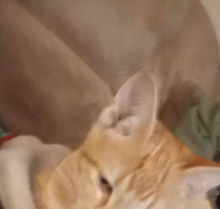 Photo of ZCL kittens