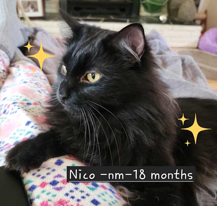 Photo of Nico