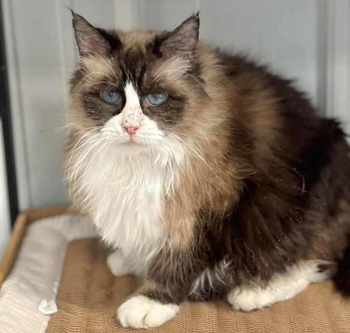 Photo of Bluebell