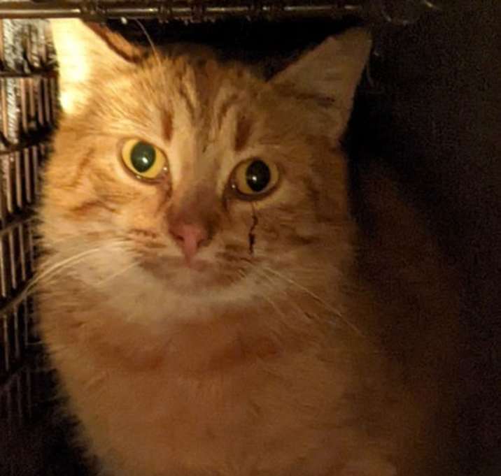 Photo of barn home cats