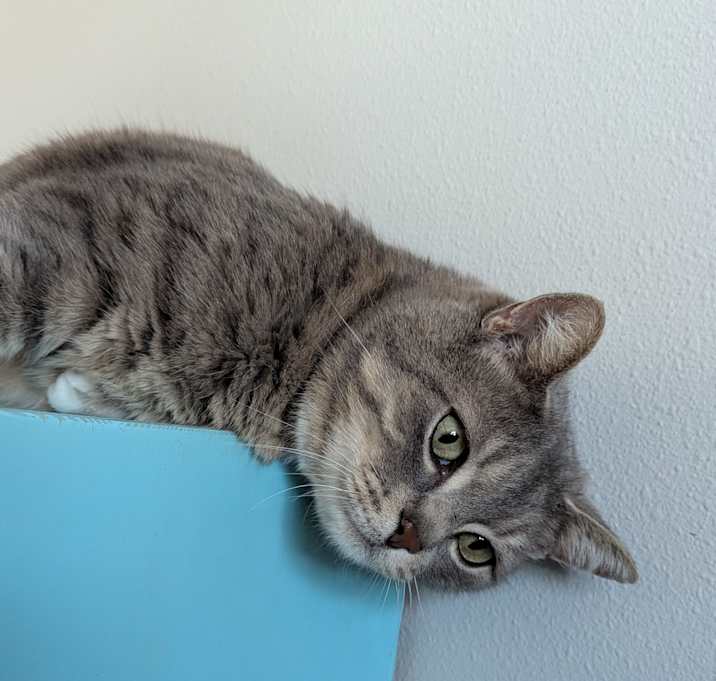 Photo of Maximus