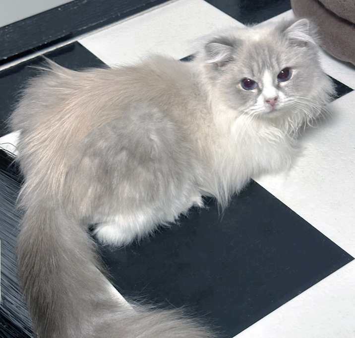 Photo of Cupcake