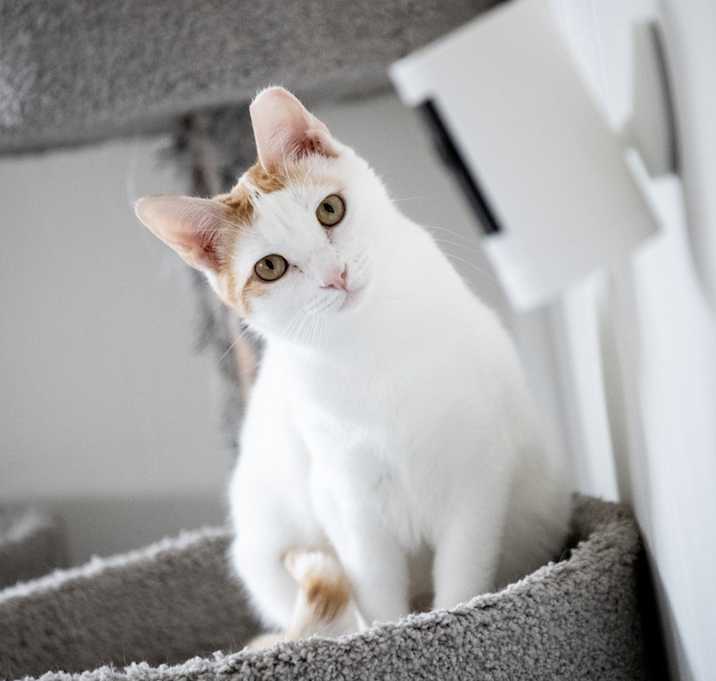 Photo of Peaches