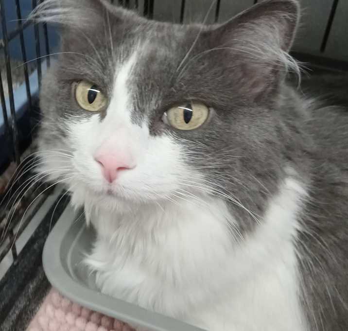 Photo of Puff