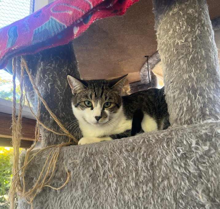 Photo of Pesto / Basil